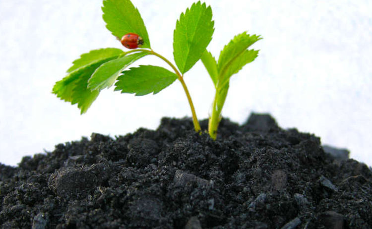 BioCarbon